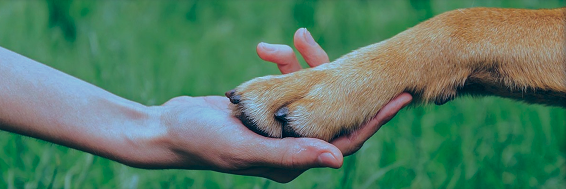 animal and human hand-touching