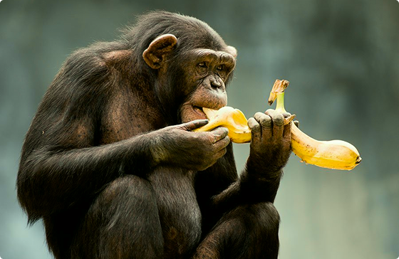 monkey eating banana 