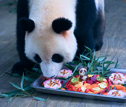 panda is eating