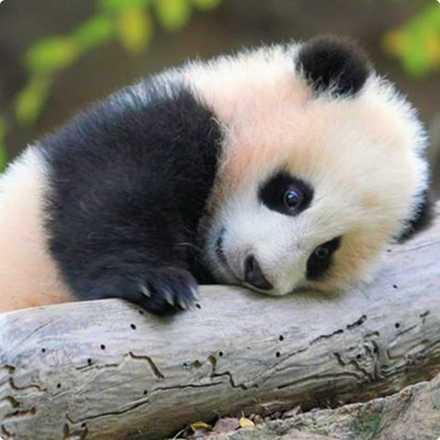 panda with his head on tree
