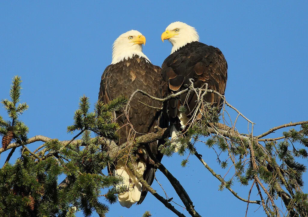 two eagles